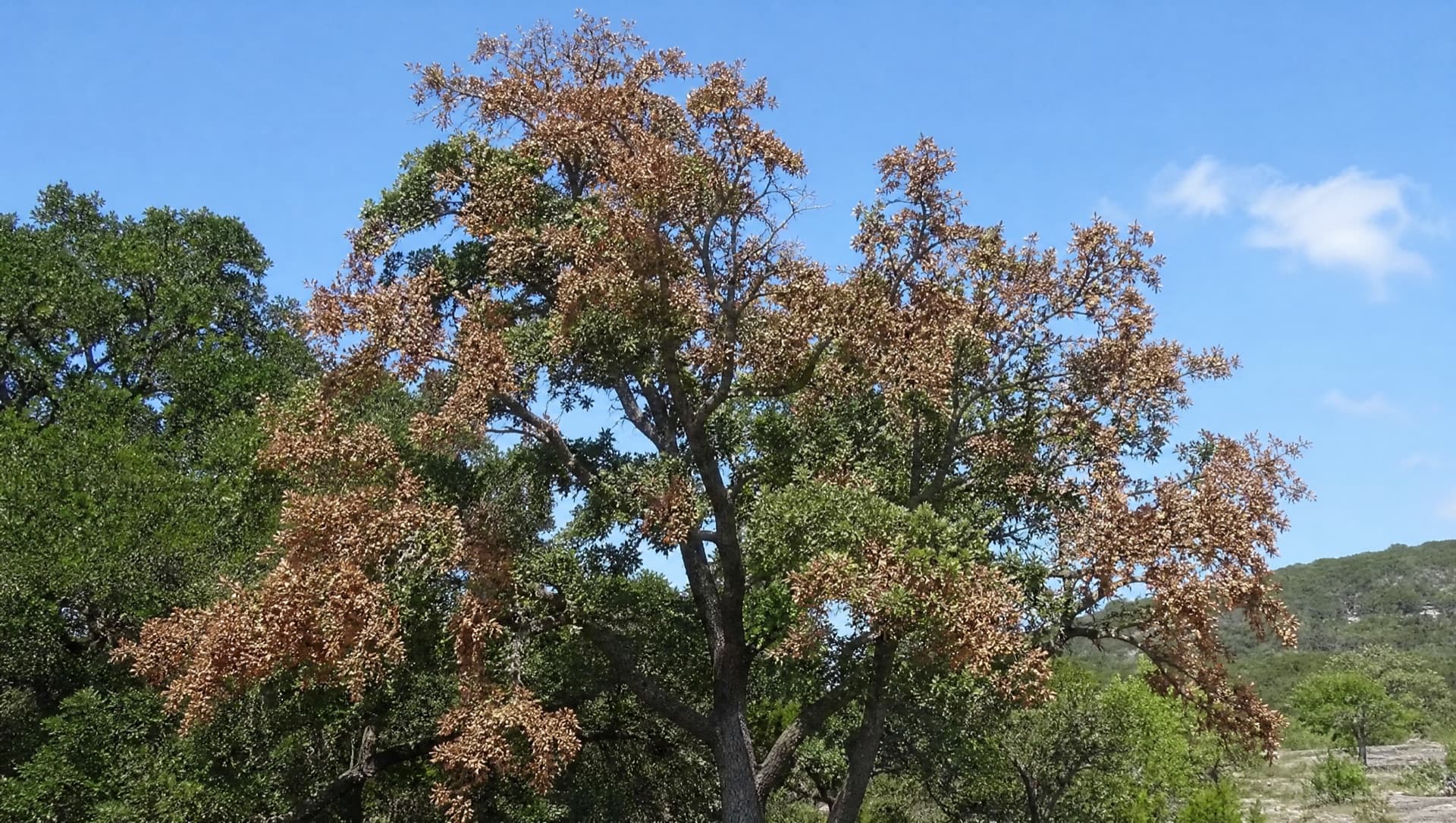 Stump Grinding Depth: What to Expect in Copperas Cove, TX