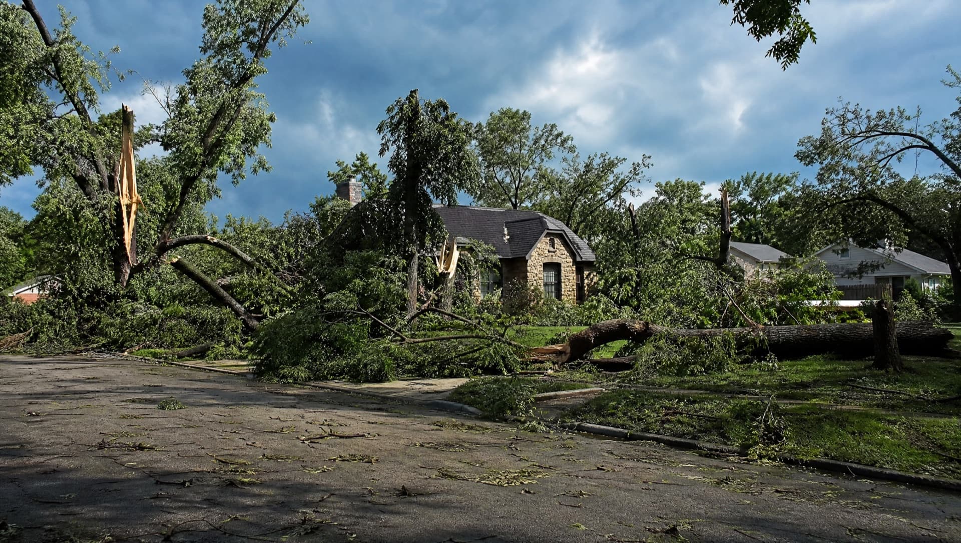 Caring for Native Central Texas Trees: Live Oak, Post Oak, Cedar Elm & Pecan