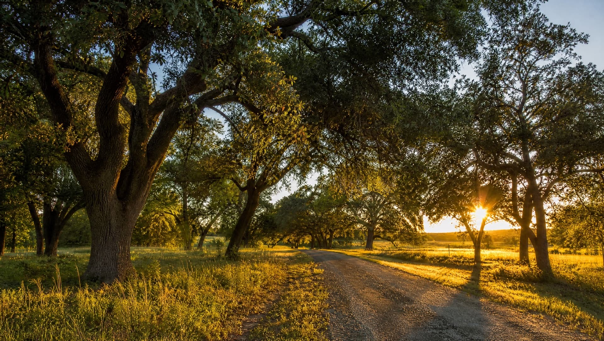 How Often Should You Trim Your Trees?