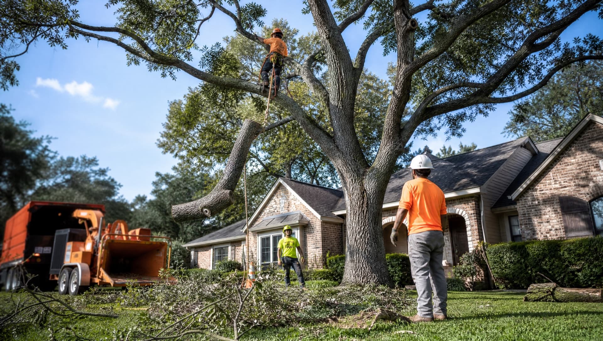 Tree Removal in Waco, TX